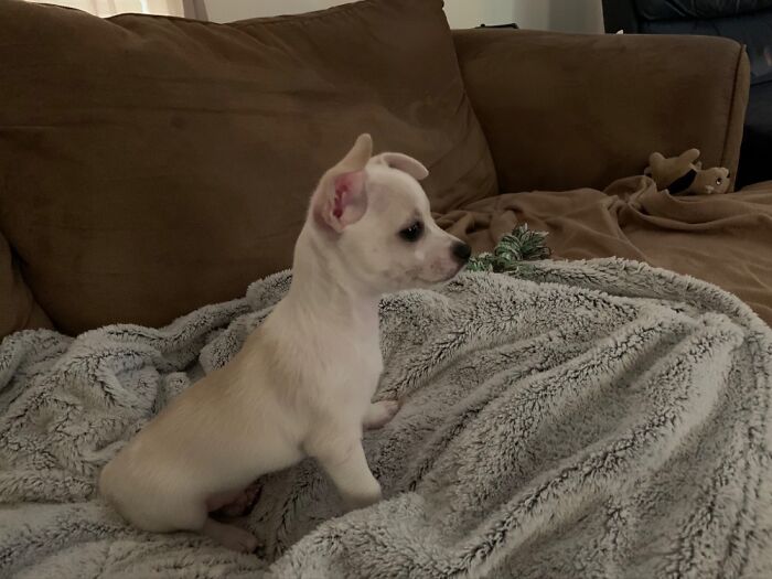 I Am The Mighty Bo! 🥰