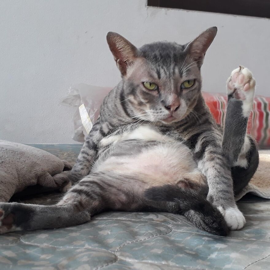 Meet This Cutie, Looking Unpleased With Life.