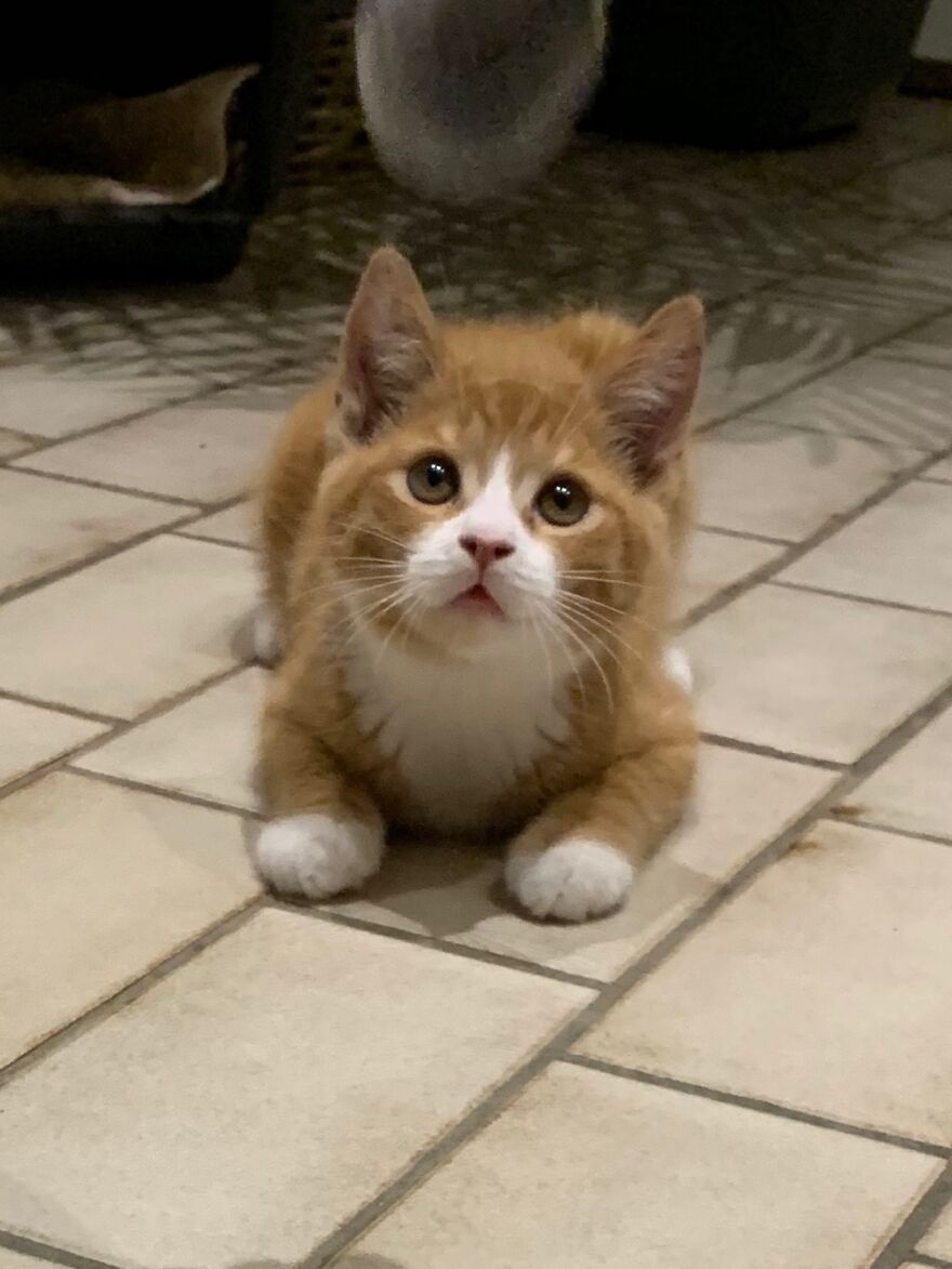 Rescue Pinot First Day At Home