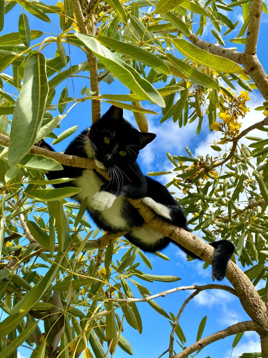 Max The Escape Artist😖