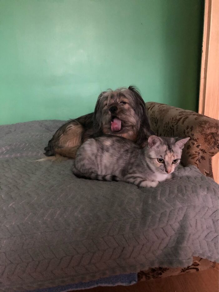 My Dog „thunder” Is Just Being Tired Of His Existence.