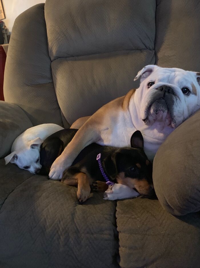 Our Little Black Dog Went Missing For A Day. We Weren’t The Only Ones Glad She’s Home.