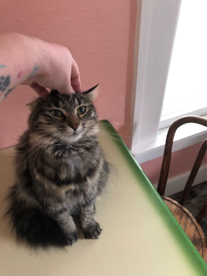 Pepper Tolerating My Affection