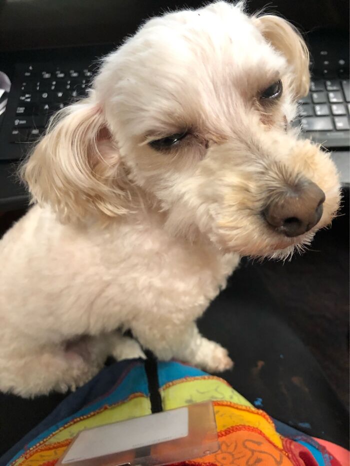 My Gryphon Was Not Thrilled To Be Working On A Sunday