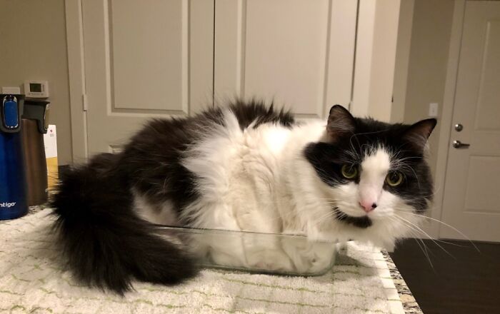 The Casserole Dish Was Claimed. Dinner Would Have To Wait.