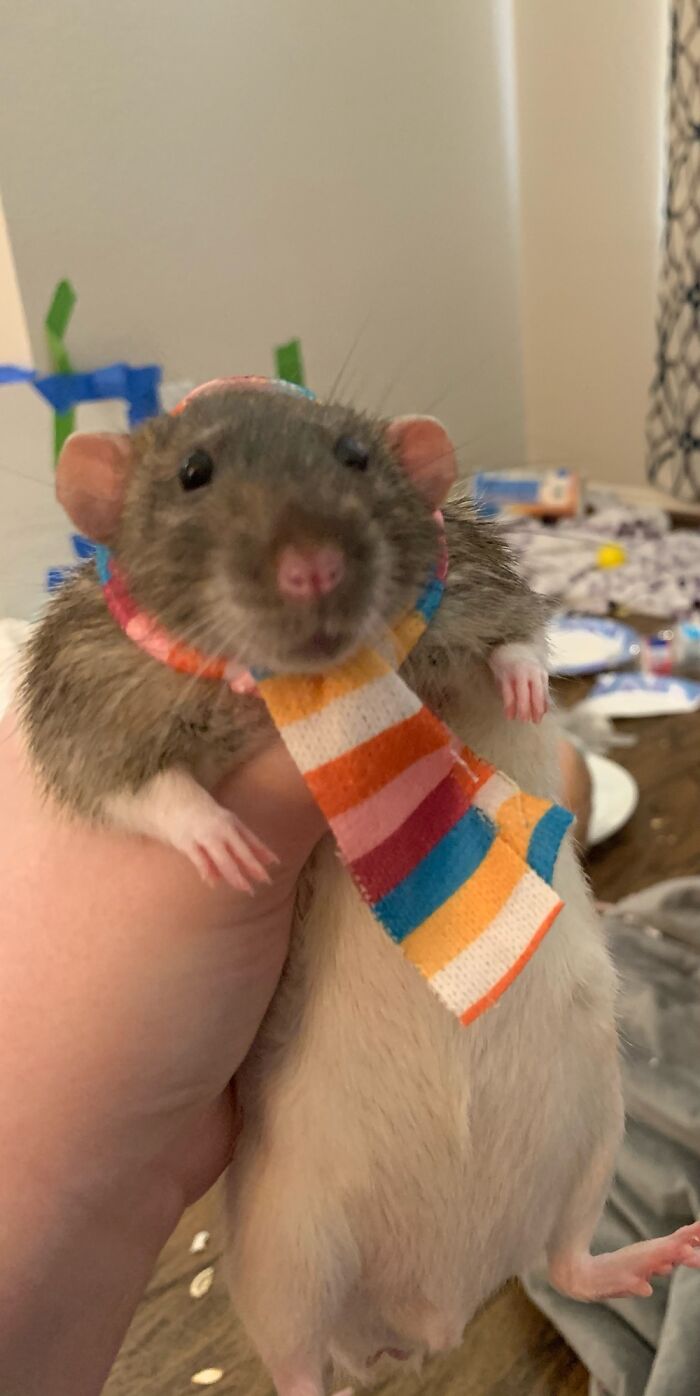 Fancy Boy Ready For Winter