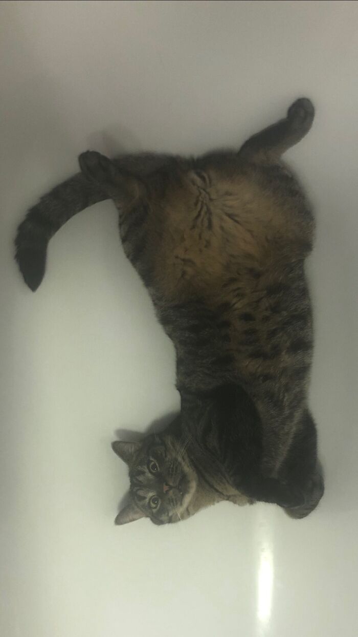 Dexter Do This Every Night When I’m In The Bathroom Getting Ready To Go To Bed