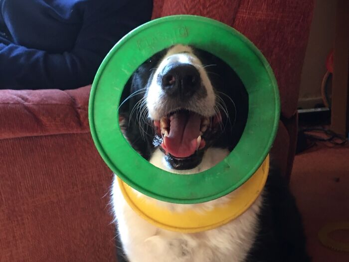 My Dog Shilo Puts His Throw Rings Around His Neck And Head To Get Attention. It Always Works!!!