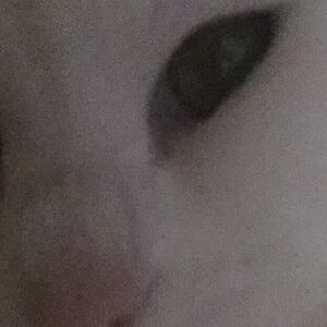 antonovlatanya avatar