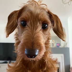 clairepettifer avatar