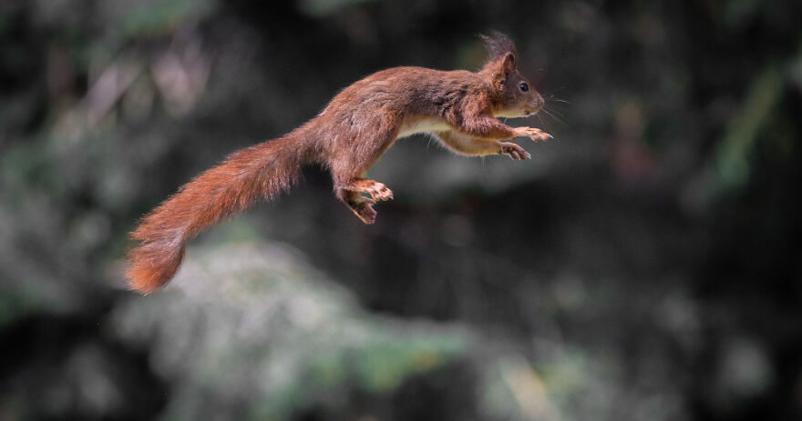I’ve Spent 5 Years Photographing Jumping Red Squirrels And Here Are 38 Of My Best Photos