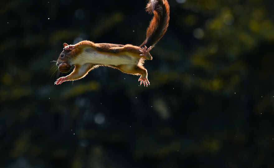 I’ve Spent 5 Years Photographing Jumping Red Squirrels And Here Are 38 Of My Best Photos