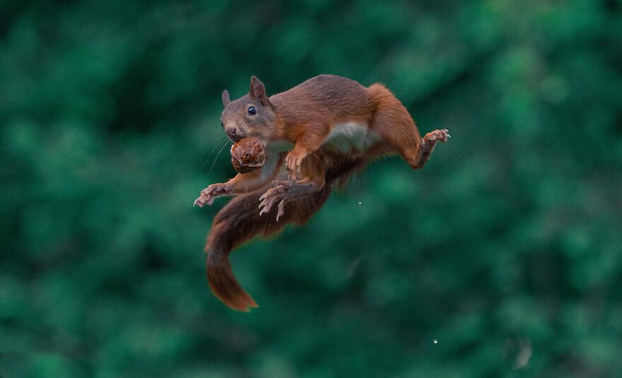 I’ve Spent 5 Years Photographing Jumping Red Squirrels And Here Are 38 Of My Best Photos