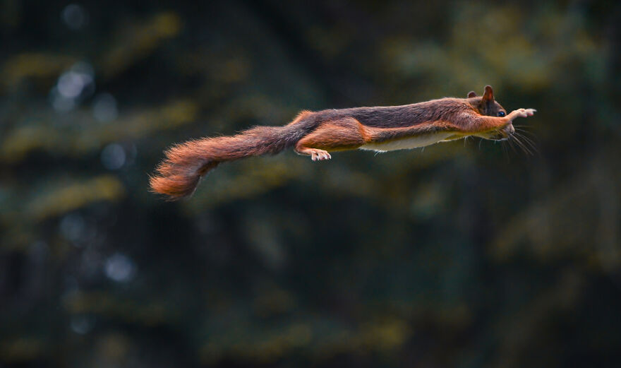 I’ve Spent 5 Years Photographing Jumping Red Squirrels And Here Are 38 Of My Best Photos