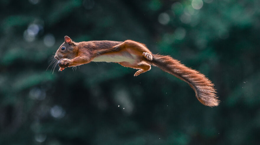 I’ve Spent 5 Years Photographing Jumping Red Squirrels And Here Are 38 Of My Best Photos