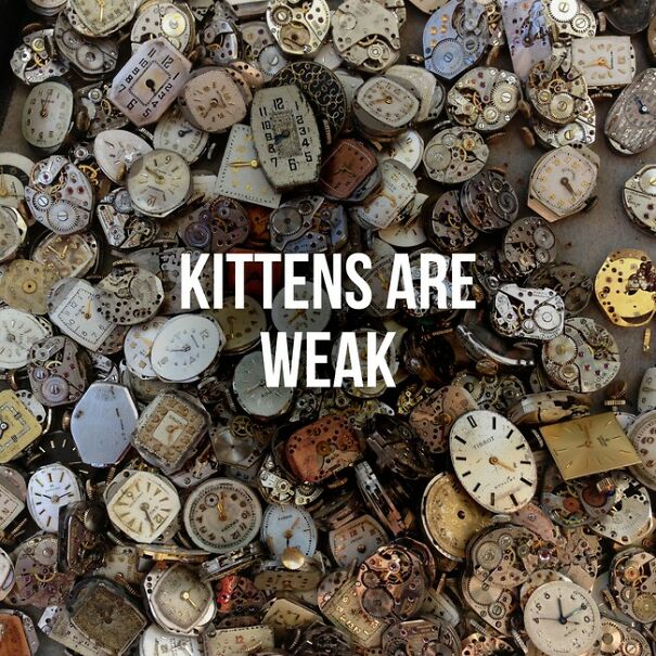 kittens-are-weak-605272a1b8921.jpg