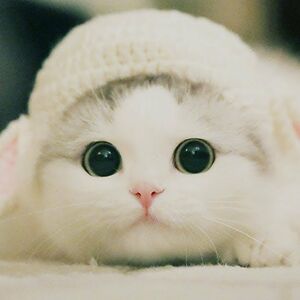 devinawhitehouse avatar