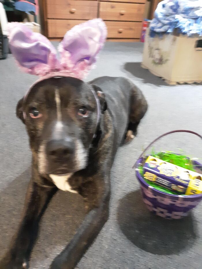 This Is Mojo. He Was Sold When He Was Too Young To Eat Solid Food. Then Those Buyers Had A Child Hospitalized Out Of Town And The Brother Was Trying To Feed Him Hot Dogs. I Put Him In My Purse To Go Into Walmart And Buy Formula. My Mom Asked Me Why I Brought Home A Dead Dog. That Was 13 Years Ago! My Daughter Originally Named Him Hammy Cuz He Was The Size Of A Hamster!