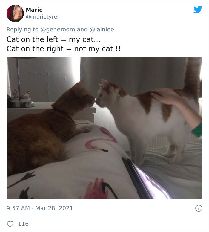 My-Home-Not-My-Cat-Pics