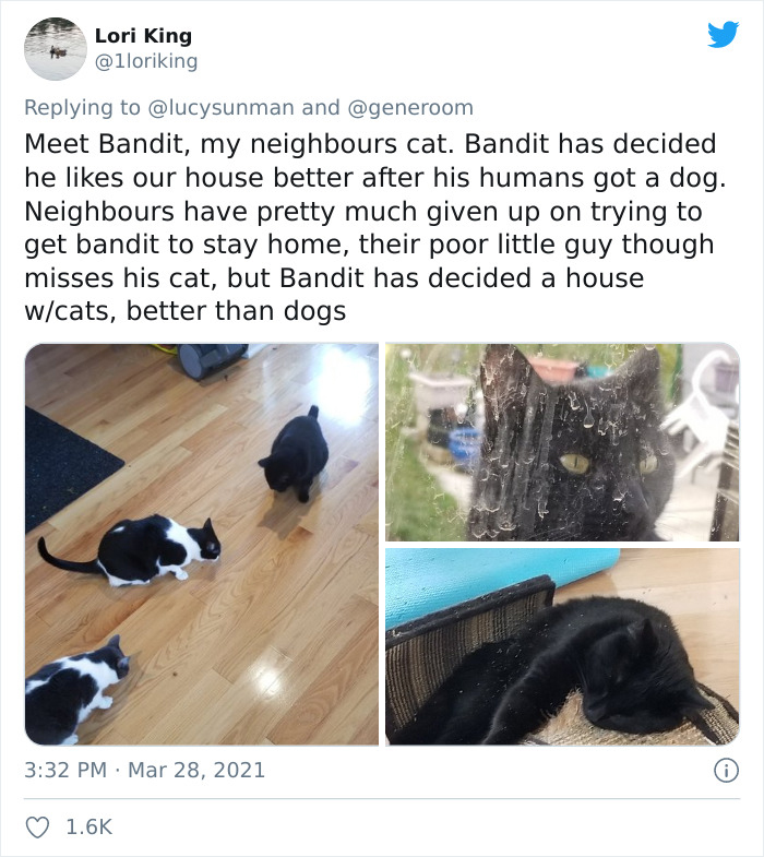 My-Home-Not-My-Cat-Pics