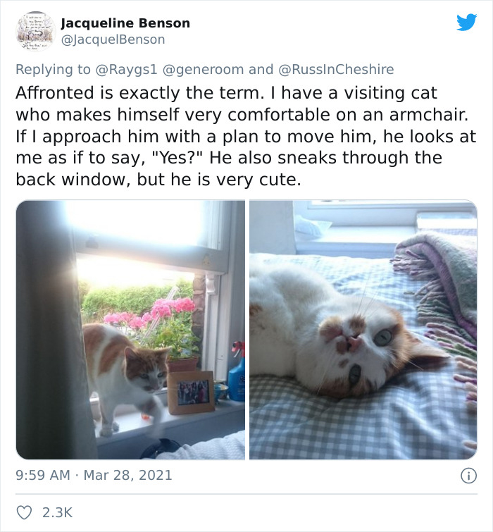 My-Home-Not-My-Cat-Pics