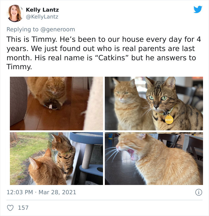 My-Home-Not-My-Cat-Pics