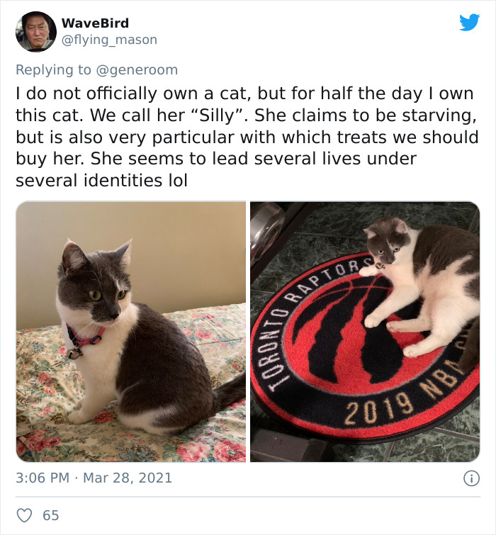 My-Home-Not-My-Cat-Pics