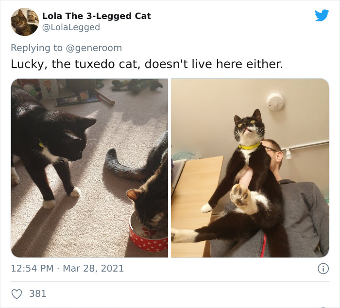 My-Home-Not-My-Cat-Pics