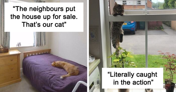 40 “My Cat, Not My Home” And “My Home, Not My Cat” Tweets About Cats That Do What They Want