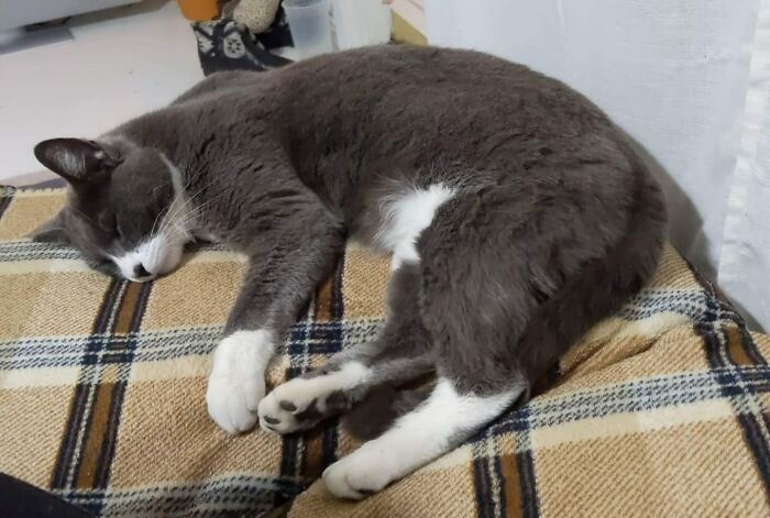 My Daughter's House, Not Her Cat