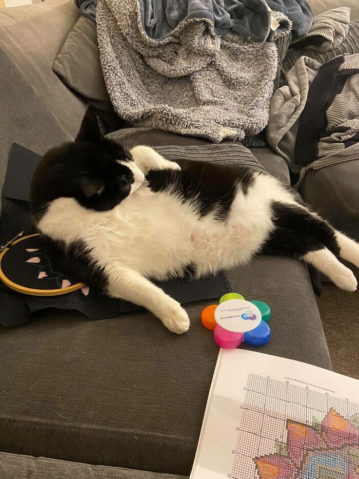 My House, My Cross-Stitch, Not My Cat Grooming Himself On It