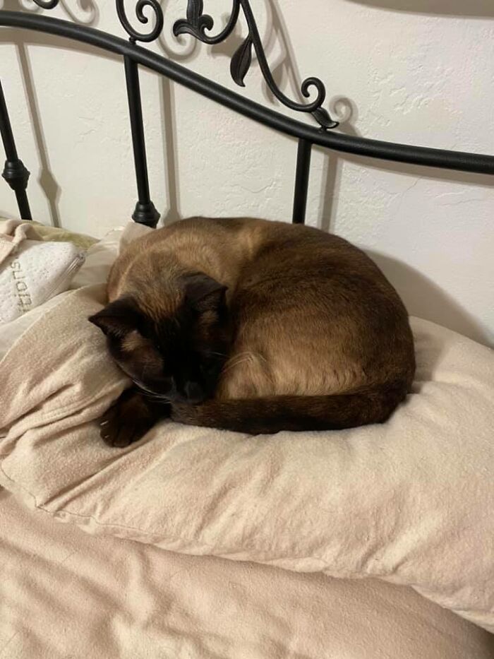 My House, My Bed, My Pillow.... Not My Cat