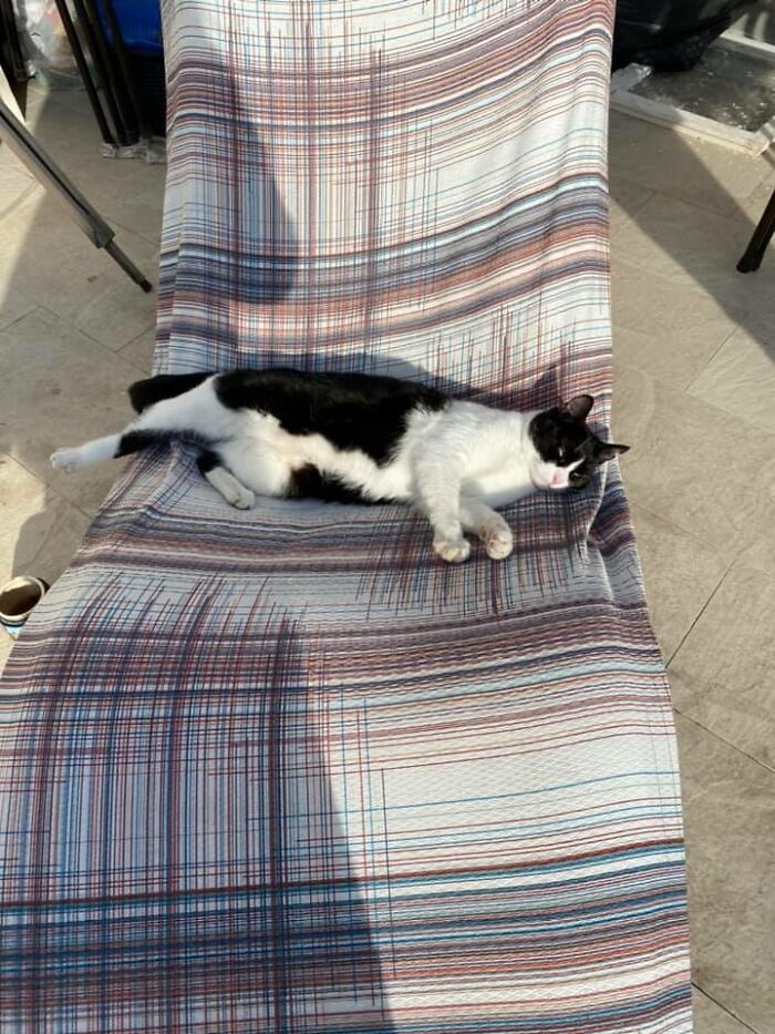 We Just Moved To Croatia, And Our Apartment Apparently Comes With A Complementary Cat. Very Polite Lazy Leggie Also Included