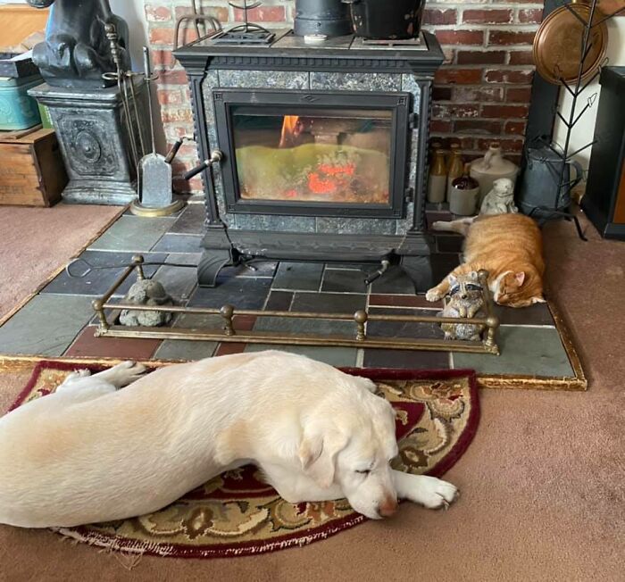 My House, My Dog, Not My Cat