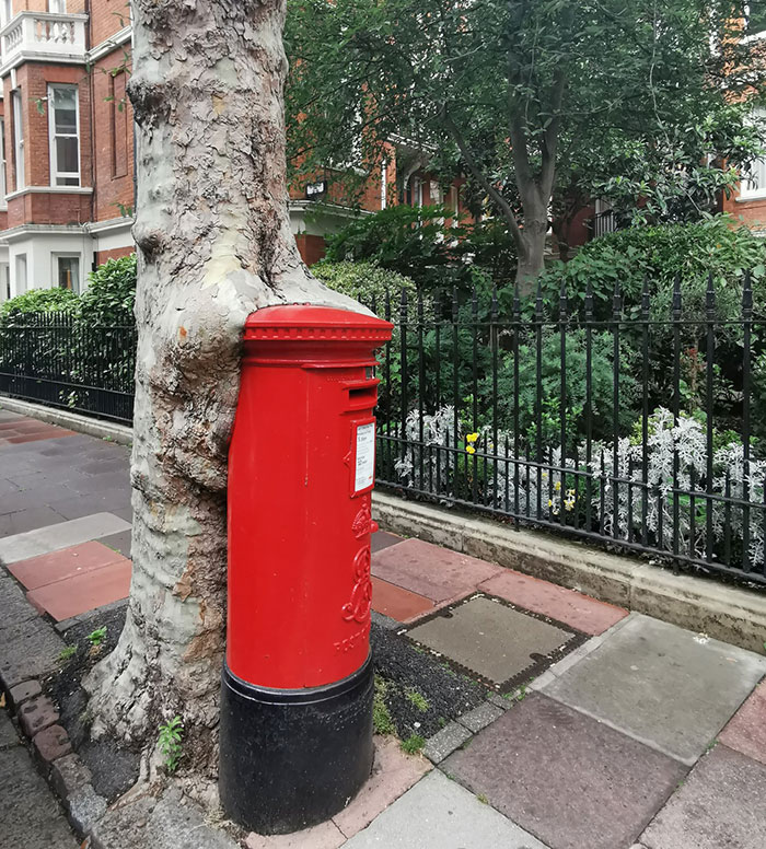 Tree Growing Around A Letterbox