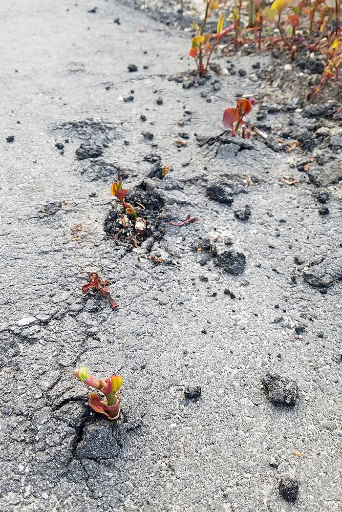 Invasive Plant Growing Up Through My Driveway