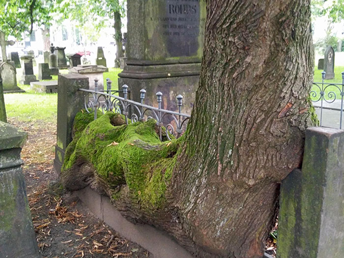This Tree That Grew Through A Fence