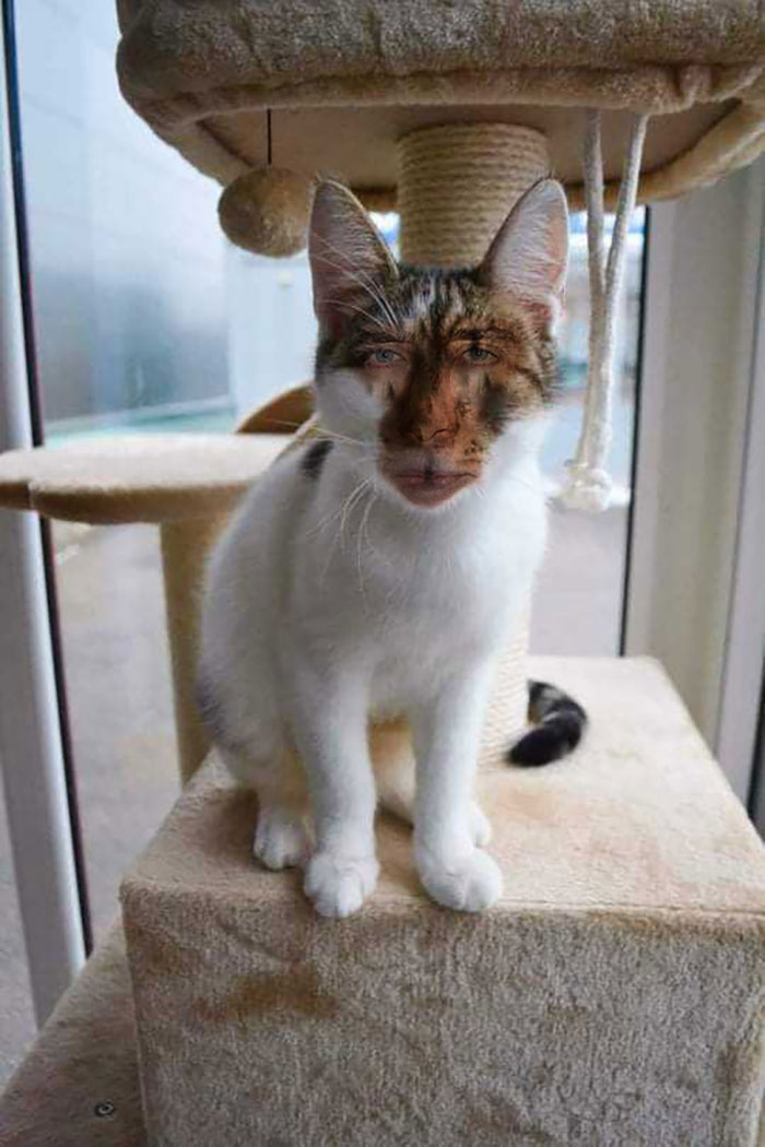 If My Cat And Nicholas Cage Had A Baby... I Am So Sorry, Cat