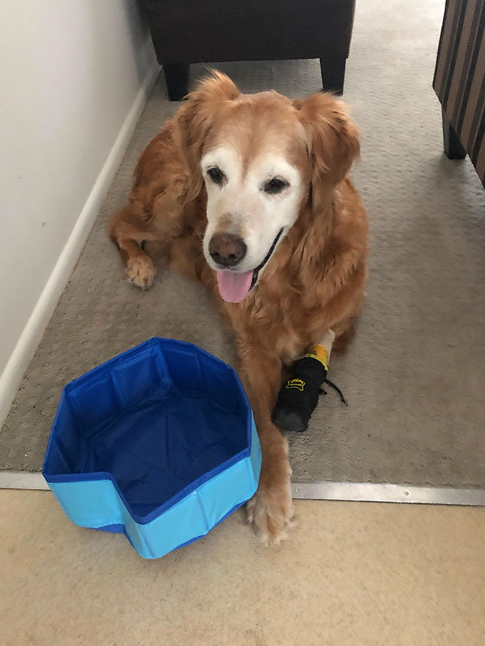 Bought A Dog Pool Online. Dimensions Didn’t Quite Check Out. Petey For Scale