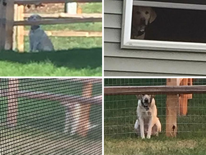 Few Pictures Of My Neighbor's Dog Stalking Me