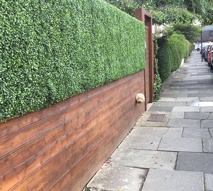 My Neighbor Has A Hole In His Fence