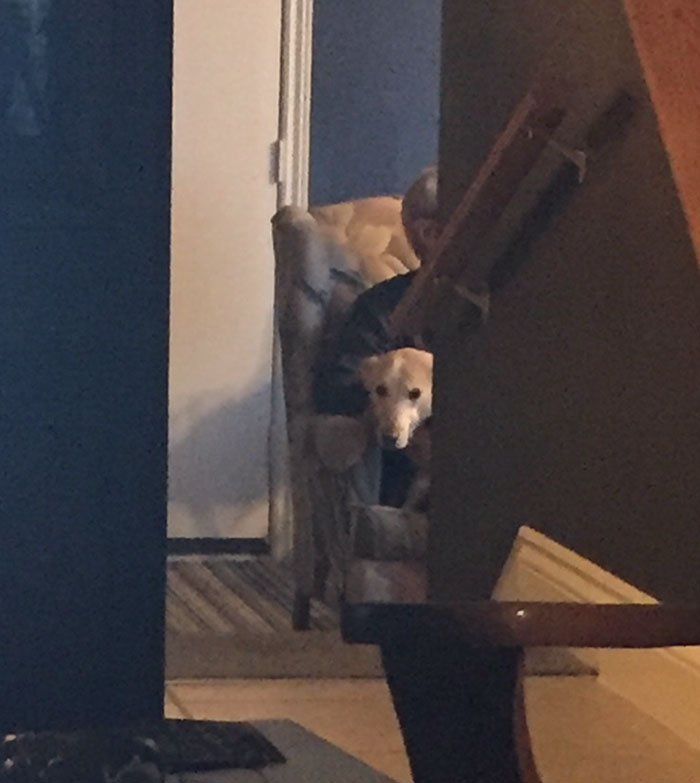 My Dog Is The Dog Who Sits On Everyone Else's Laps And Checks To See If I'm Looking. Tonight, My Dad's Lap