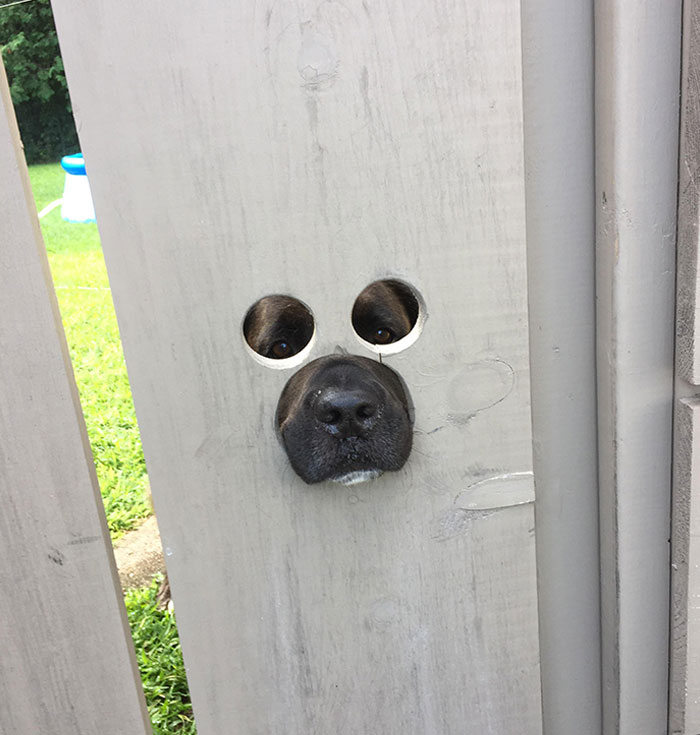 My Neighbor Cut Holes In His Gate So His Dog Could See Out