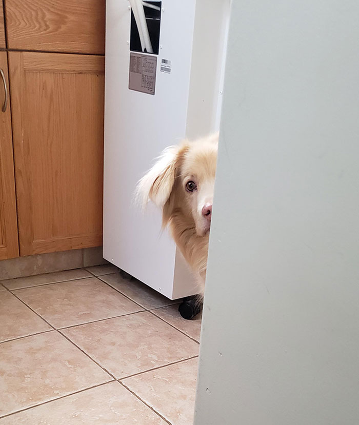 Every Morning She Watches Me Leave For Work And It Breaks My Heart