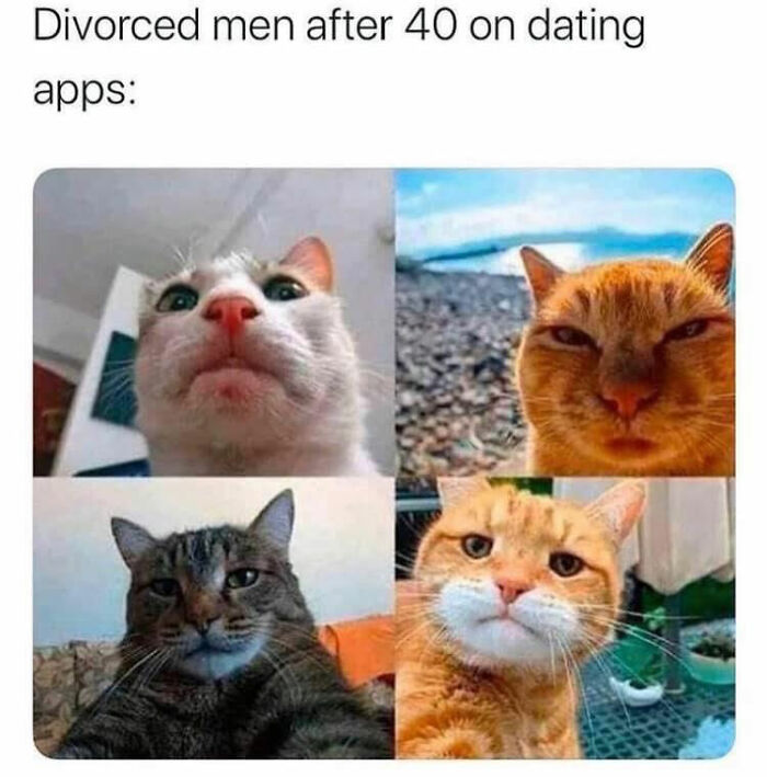 Cats making funny faces reflect life in your 40s, showing expressions like divorced men on dating apps.
