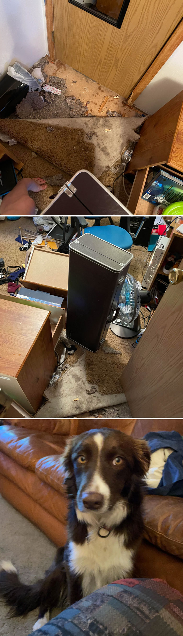 My Dog Locked Herself In My Room For God Knows How Long, Had To Crawl Through Window To Get In Because Saxophone Case Was In Way. Great Thing To Come Home To See