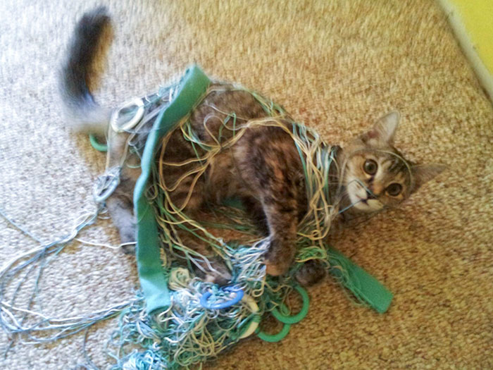 Here's My Junebug Caught In The Act Of Destruction