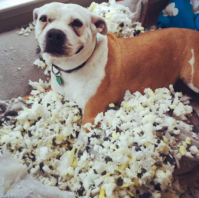 Everyone Is Posting About Their Dogs Looking Guilty And Then There's My Dog, Who Is Clearly Proud Of Her Work