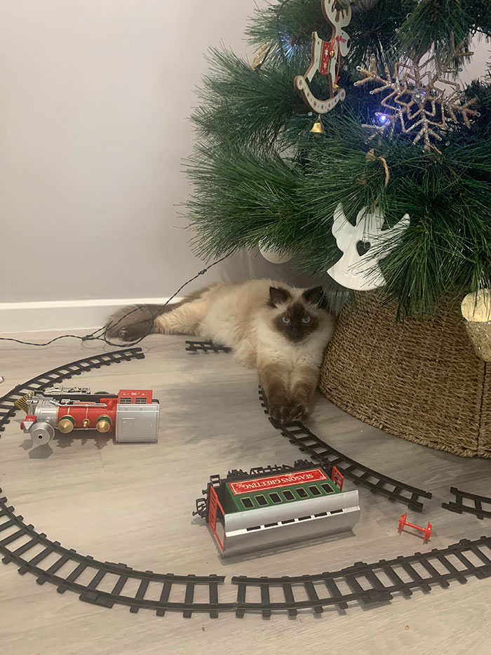 Basking In His Destruction