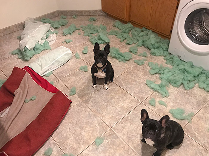 Sure I'm Glad I Bought That “Indestructible” Dog Bed